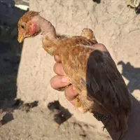جوجه گلپایگان ۵۲ روزه