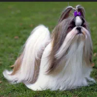 سگ شیتزو پاکوتاه