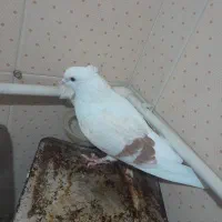 کبوتر ماده نباتی|پرنده|سیلاخور, |دیوار