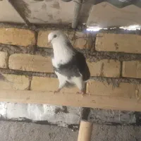کبوتر گمشده