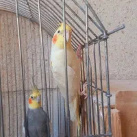 عروس هلندی