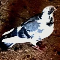 کفتر|حیوانات|یزد, |دیوار