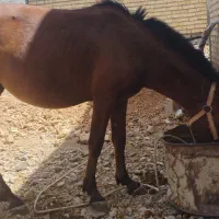 اسب مادیون|اسب و تجهیزات اسب‌سواری|حسن آباد, |دیوار