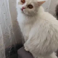 گربه پرشین|گربه|زاهدان, |دیوار