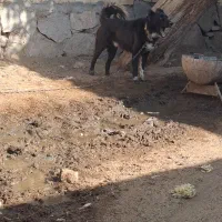 سگ گله ای