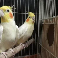 جفت طوطی عروس مولد با دو تا جوجه|پرنده|قائمشهر, |دیوار