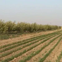 یک هکتار زمین. مجوز گاوداری 100راسی و باغ سیب|فروش دفتر صنعتی، کشاورزی، تجاری|تهران, آذری|دیوار