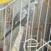 عروس هلندی گل باقالی