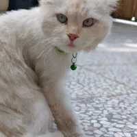 فروش فوری گربه آموزش دیده