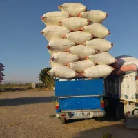 کاه لوبیا وکاه گندم و یونجه در هشتگرد