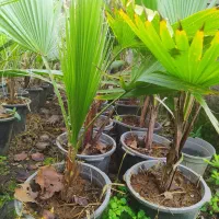 پالم واشنگتن خوشگل وسرحال|گل و گیاه طبیعی|کلاچای, |دیوار