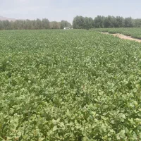 انواع نهال پسته