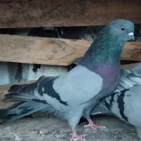 کبوتر رنگی