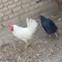 یک جفت مرغ و خروس