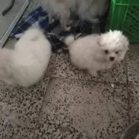 واگذاری سگ، سگ پشمالو|سگ|ماهدشت, |دیوار