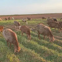 22راس میش جوان 6تازاییده بقیه اوسته جفت 60میلیون|حیوانات مزرعه|تربت جام, میان جام|دیوار