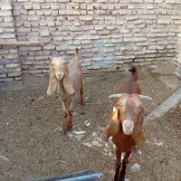 بز پاکستانی جوان سرحال جنس چند قل زا شیرا