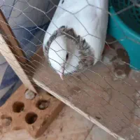 طوقی هفت رنگ|پرنده|اهواز, امانیه|دیوار