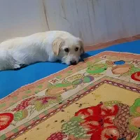 سگ‌پاکوتاه|سگ|گرگان, |دیوار