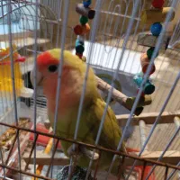 طوطی برزیلی|پرنده|اسلامآباد غرب, |دیوار