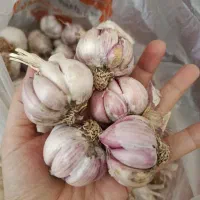 سیر سرکویر خیلی درشت
