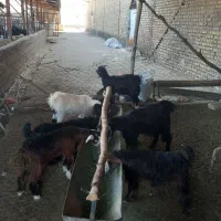 7راس کهره ماده ریز وزن 5راس زیر17کیلو2راس 24کیلو|حیوانات مزرعه|نورآباد ممسنی, |دیوار