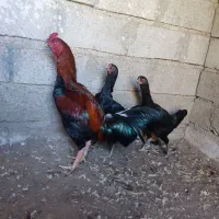 مرغ و خروس لاری ابرش