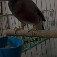 مرغ مینا سخنگو