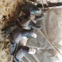 ۸ عدد کفتر