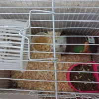 دو عدد همستر|موش و خرگوش|مشهد, حسابی جنوبی (شهرک غرب)|دیوار