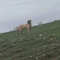 سگ سرابی ماده