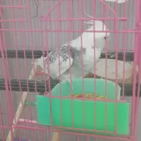 عروس هلندی|پرنده|محمدشهر, همایون ویلا|دیوار