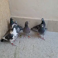 کبوتر المانی|پرنده|بیرجند, |دیوار