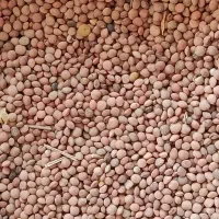 عدس محلی درجه یک|عمده‌فروشی|شیراز, کوشک میدان|دیوار