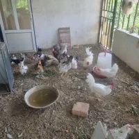 گله 20 تایی نژاد گلین اصل فول  یا دستگاه جوجه کشی|حیوانات مزرعه|چهارباغ, |دیوار