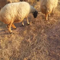 ۴عدد گوسفند داشتی  جوان