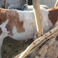فروش گوساله نر