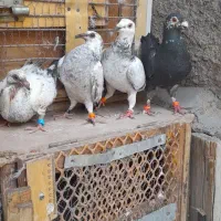 نرماده سوسکی المانی