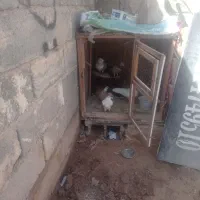 کبوتر