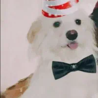 واگذاری شیتزو پامر