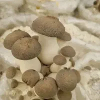 قارچ شاه صدف