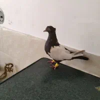 کفتر سینه سرکه ای دوکت سفید ماده|پرنده|شیراز, عادل آباد|دیوار