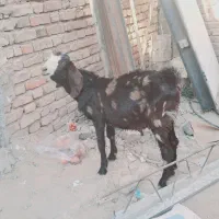 فروش فوری نر بز کامورایی|حیوانات مزرعه|خاش, |دیوار