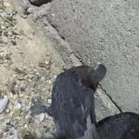 گره زمینی|پرنده|بند زرک, |دیوار