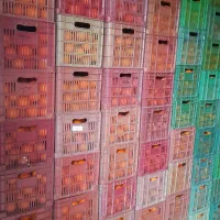 فروش پرتقال خونی وتامسون|عمده‌فروشی|خرم‌آباد (تنکابن), |دیوار