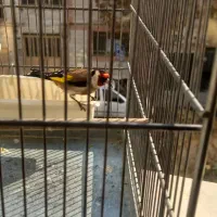 سهره رسمی بخون