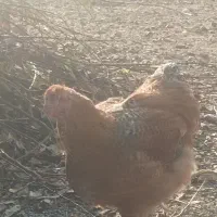 3عددخروس برهما|حیوانات مزرعه|بانه, |دیوار