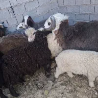 فر‌وش قوچ عربی و رومانوف درجه یک