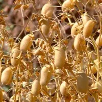 اجاره زمین جهت کاشت نخود