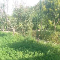 باغچه|فروش زمین و ملک کلنگی|نوشین شهر, |دیوار